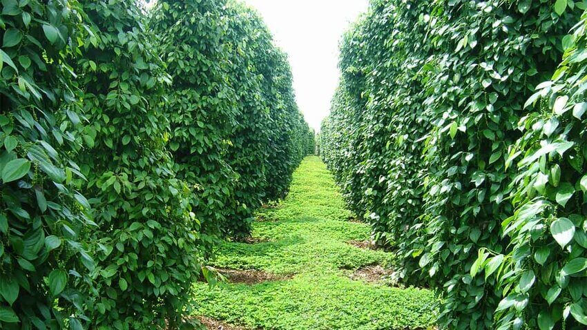 Tiêu Phú Quốc là sản phẩm xuất khẩu quý giá của đảo ngọc