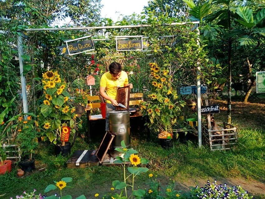 Tìm hiểu quá trình nuôi ong và lấy mật ngay tại trại ong Phú Quốc