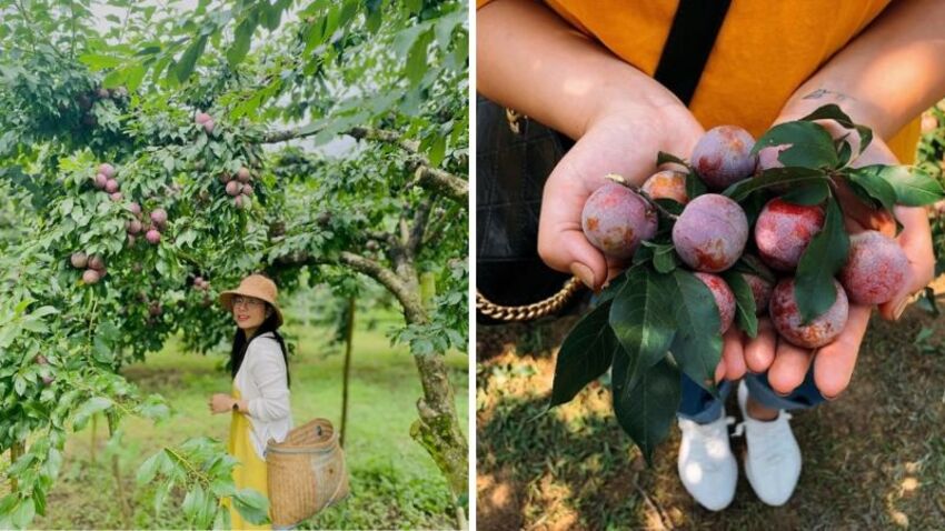 Vườn mận Nà Ka là nơi tổ chức của Ngày hội hái quả Mộc Châu hàng năm