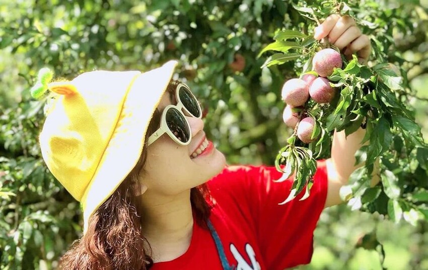 Thung lũng Thung Cuông nổi tiếng với mận hậu, đào và cả dâu tây