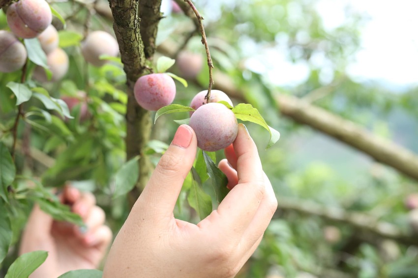 Mận ở bản Pa Khen vào mùa rất sai trái, giòn và ngọt