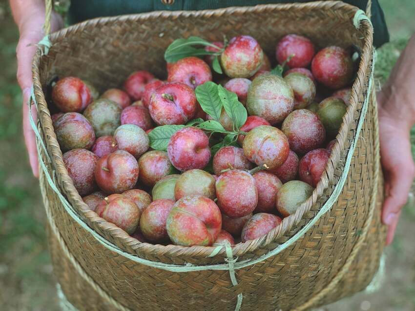 Vườn Phiêng Khoang có nhiều cây mận “đại thụ” lên đến 50 năm tuổi